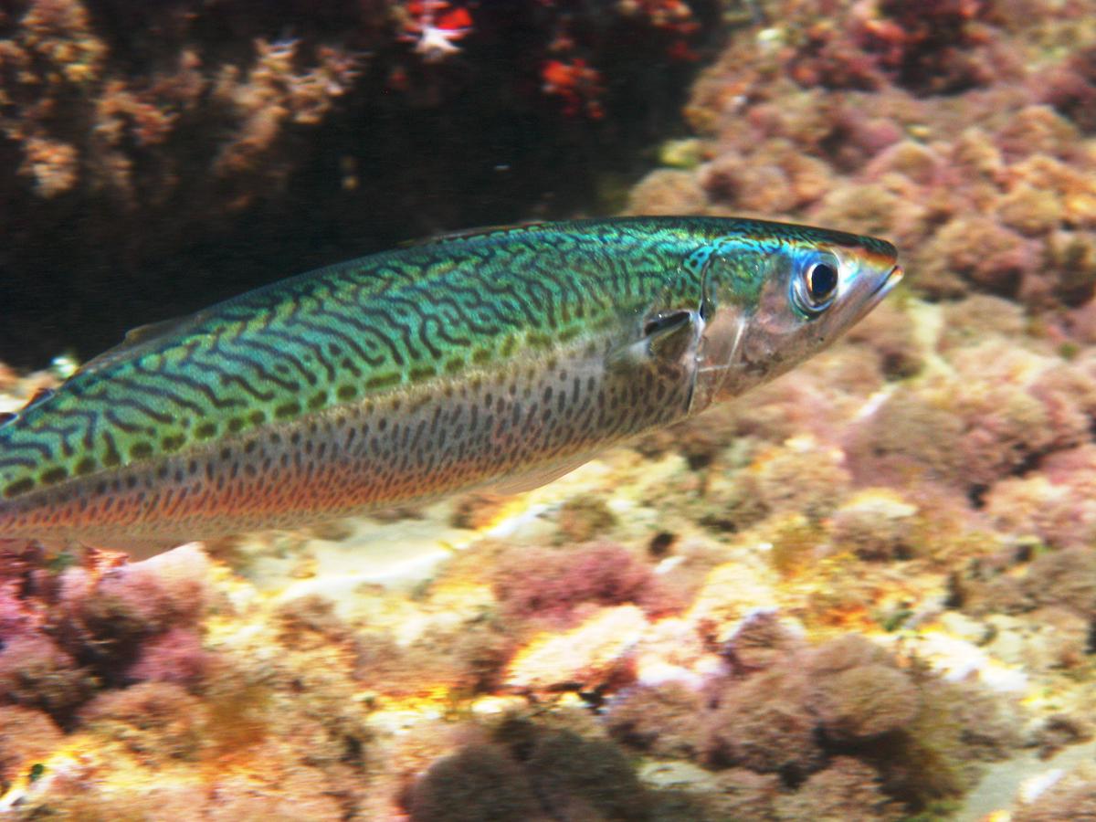 Scomber colias (Lanzardo)